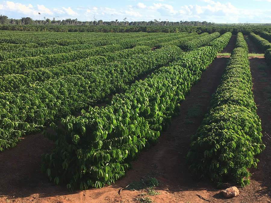 Gotejamento Subterrâneo em Café Conilon