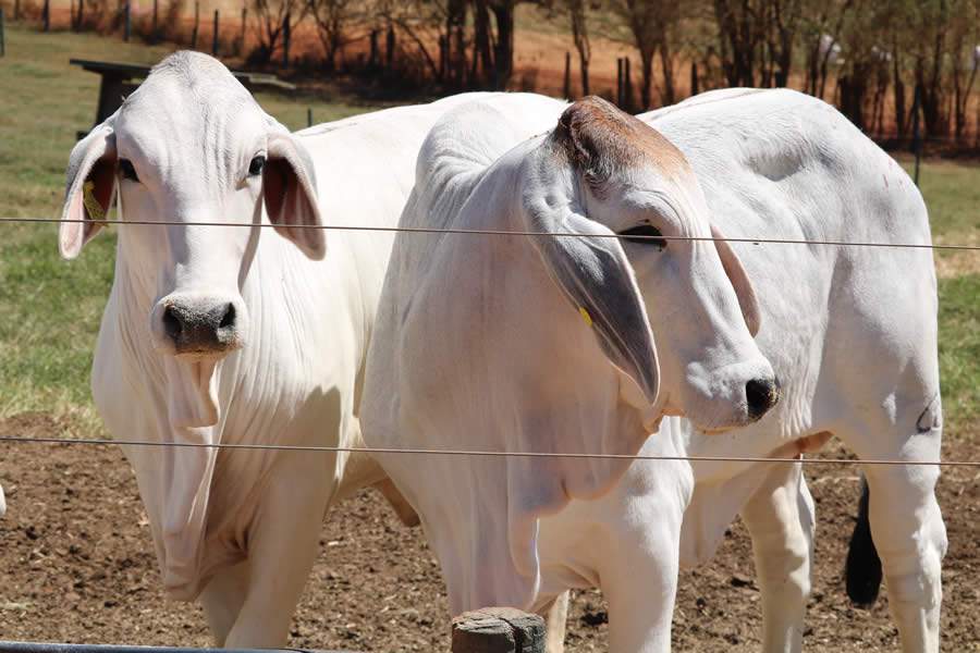 Casa Branca Agropastoril promove Leilão Outono de touros e matrizes Angus e Brahman