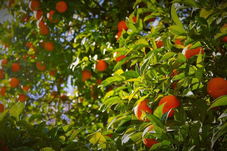 UPL apresenta soluções para elevação da produtividade agrícola na Coopercitrus Expo