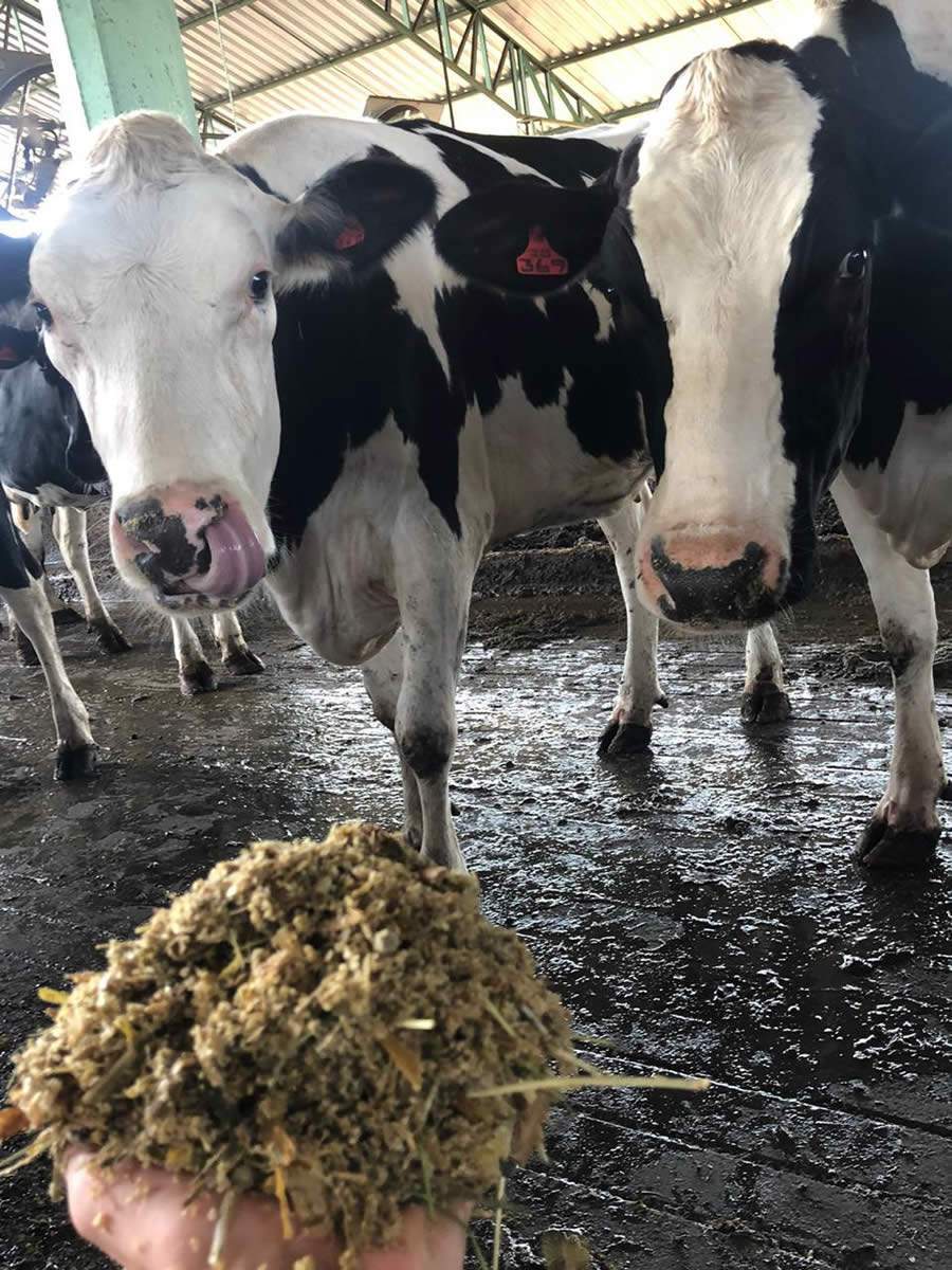 Entressafra do leite: alta no preço dos insumos e escassez de volumoso exigem planejamento estratégico para enfrentar o período