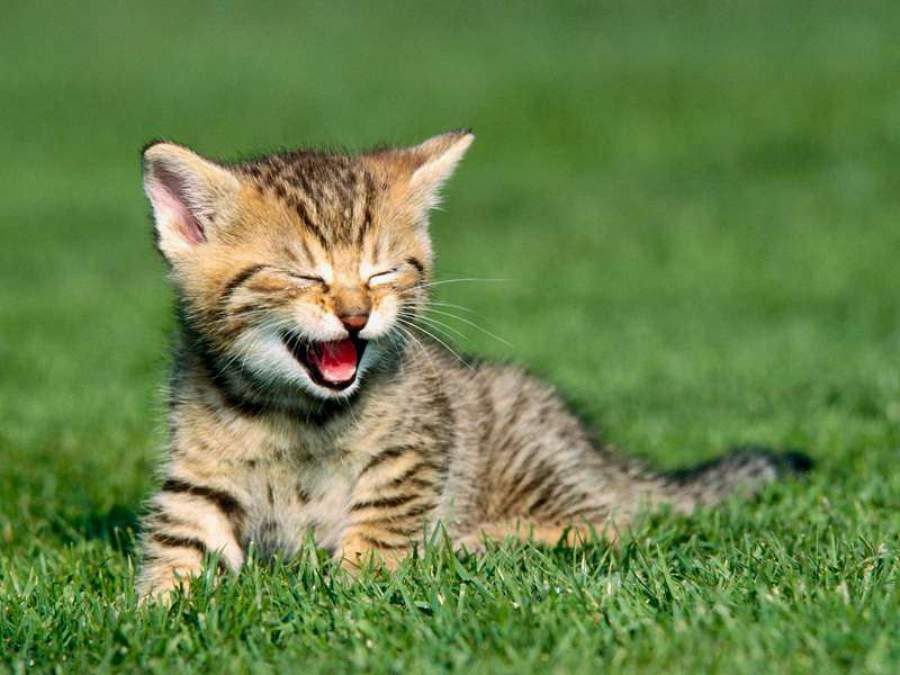 Klini, operadora de sa&uacute;de, inclui benef&iacute;cio para os pets