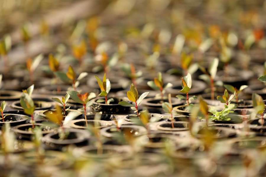 Dia da &Aacute;rvore: empresa de infraestrutura investe em reflorestamento da Mata Atl&acirc;ntica