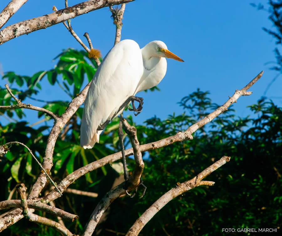 Grande Reserva Mata Atl&acirc;ntica estreia nova webs&eacute;rie com produ&ccedil;&atilde;o pr&oacute;pria