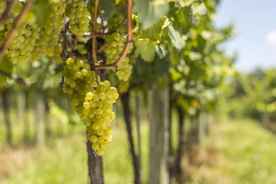 Variedades como Chardonnay (foto), Pinot Noir, Tannat e Merlot ultrapassam excelente teor de grau Brix, atingindo mais de 20 - Cr&eacute;ditos: Dandy Marchetti