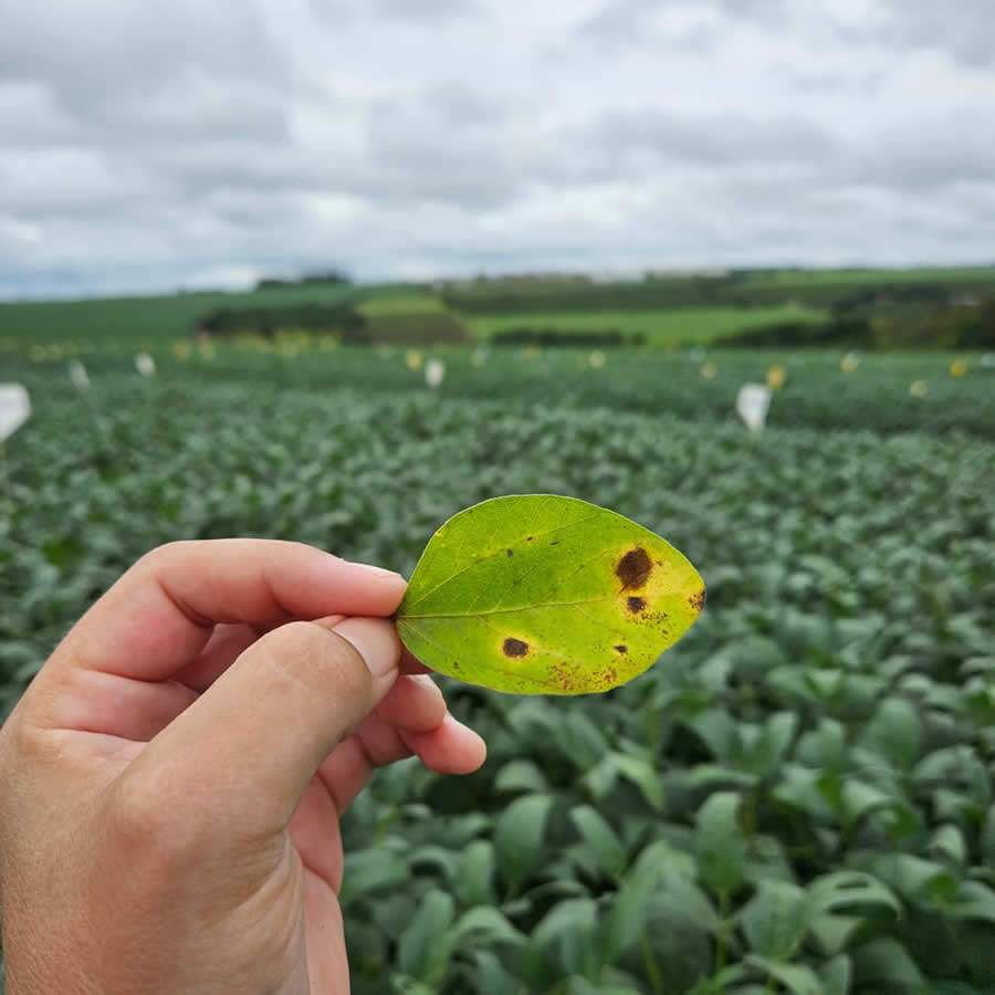 Tipo de lesão da Mancha-alvo (Corynespora) - Divulgação Biosphera