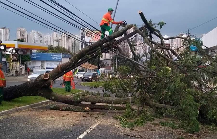 Na &eacute;poca de fortes chuvas, queda de &aacute;rvores que atingem rede el&eacute;trica s&atilde;o frequentes - Divulga&ccedil;&atilde;o/Comurg