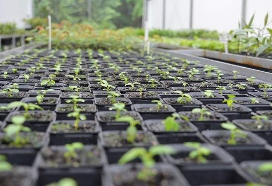 Em ação conjunta de recuperação ambiental, Legado das Águas e Fundação Caterpillar plantam 3,2 mil mudas nativas da Mata Atlântica na zona rural de Piracicaba