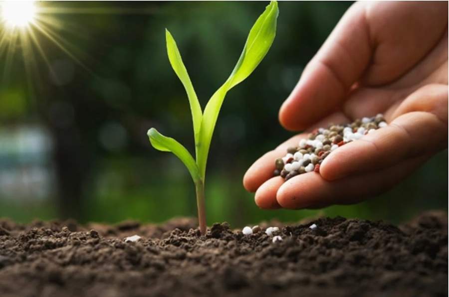  Foto: nutrição de plantas - Imagem: internet