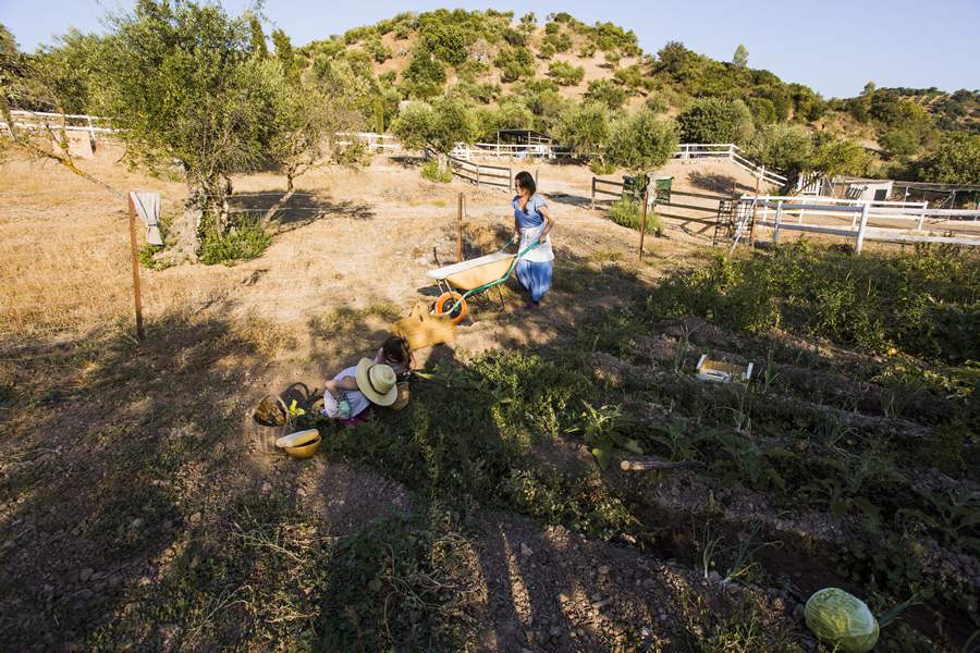 O Dia do Estatuto da Terra regulamenta os direitos e obrigações referentes aos imóveis rurais para a execução da reforma agrária - Freepik