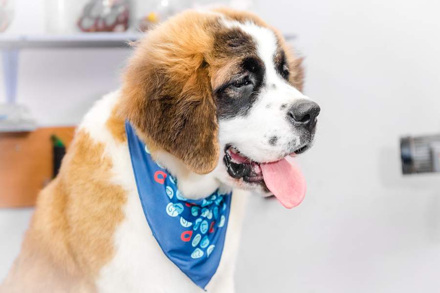  A queda de temperatura afeta diretamente a imunidade, o comportamento e o sistema osteoarticular dos pets  - Foto: Priscilla Fiedler