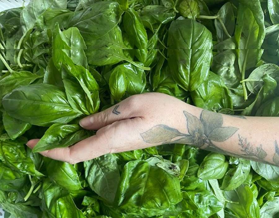 Divulga&ccedil;&atilde;o