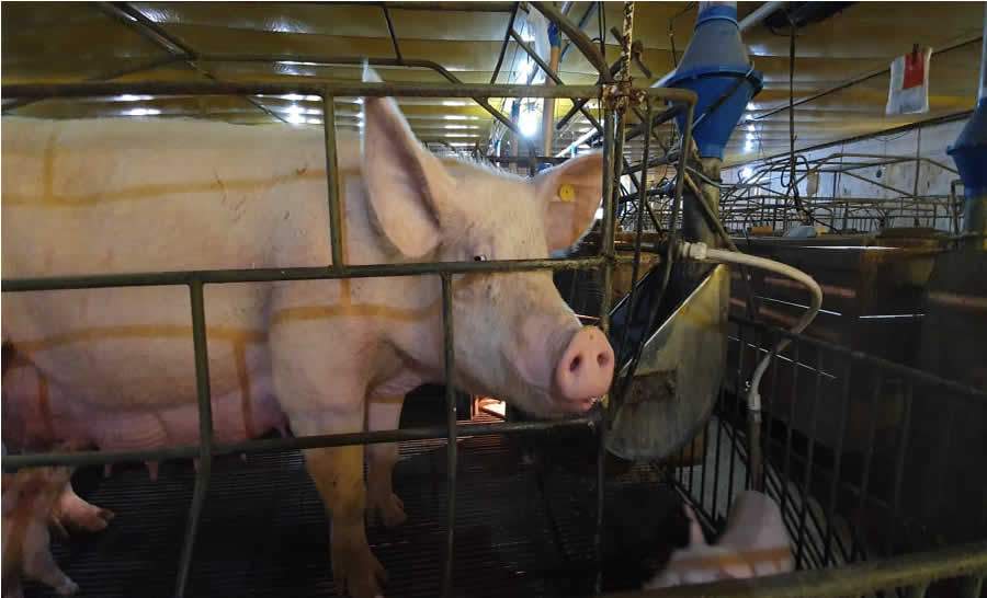 Granja de suínos registra 92,9% menos mortes dos animais com uso do ozônio
