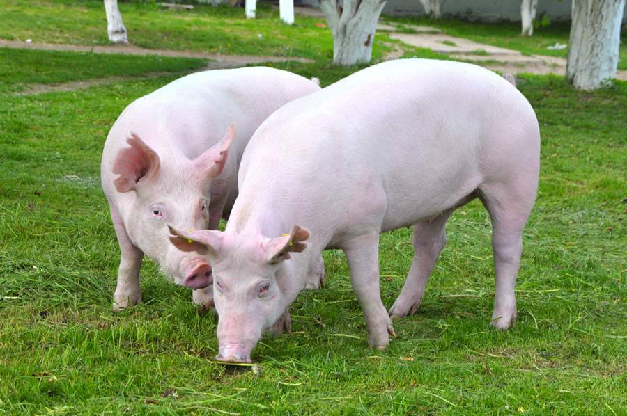 MCassab-Suinos-nao-engordam-adoecem-e-se-reproduzem-mal-Pode-ser-falta-de-minerais-foto-shutterstock