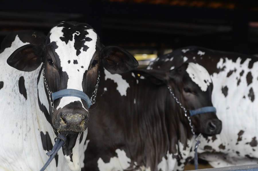 ACNB-Expoinel-Minas-2026-abre-o-calendario-de-exposicoes-Ouro-do-Ranking-Nacional-de-Nelore-foto-divulgacao-