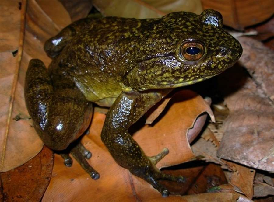 Duas novas esp&eacute;cies de r&atilde;s-gigantes-de-corredeira s&atilde;o descobertas no Parque Estadual da Serra do Mar