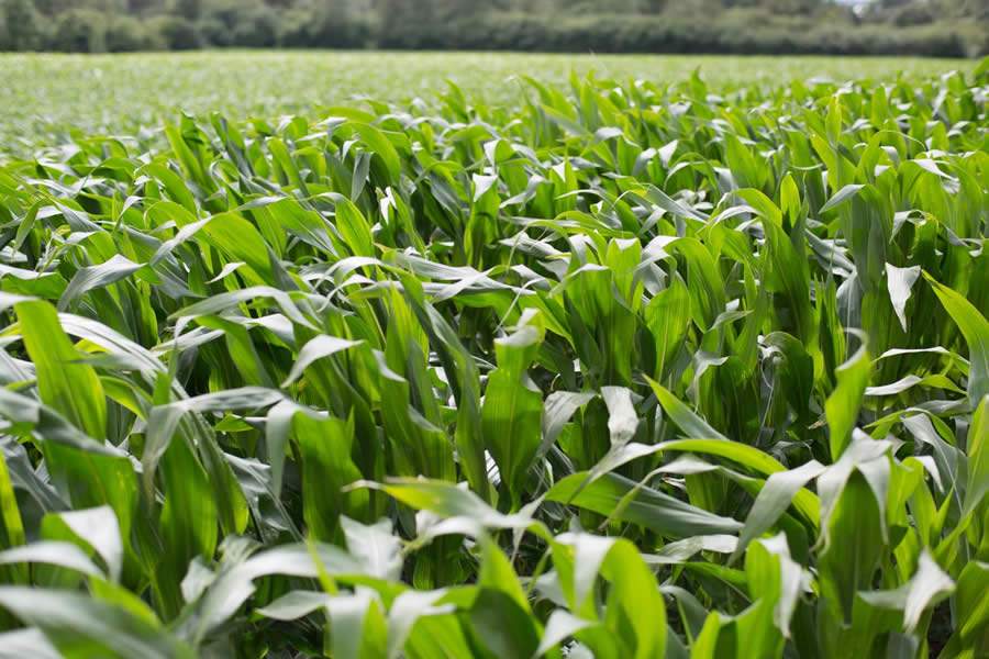 Publicação científica comprova que uso de inoculantes em grãos contribui para redução de Gases de Efeito Estufa