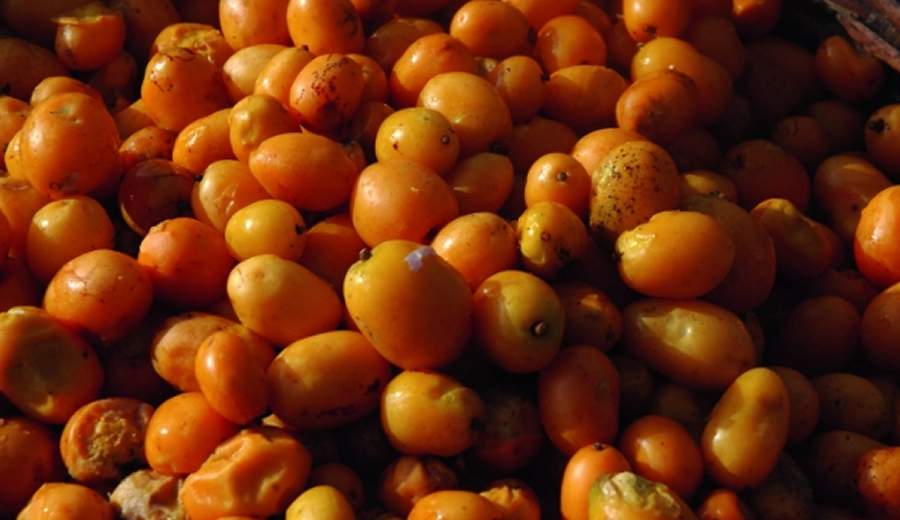 cajá - Ernesto de Souza