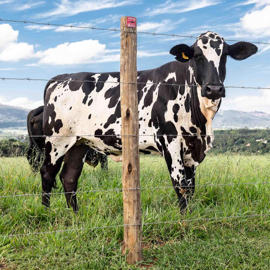 BELGO-Arames-Farpados-Motto-Credito-Divulgacao