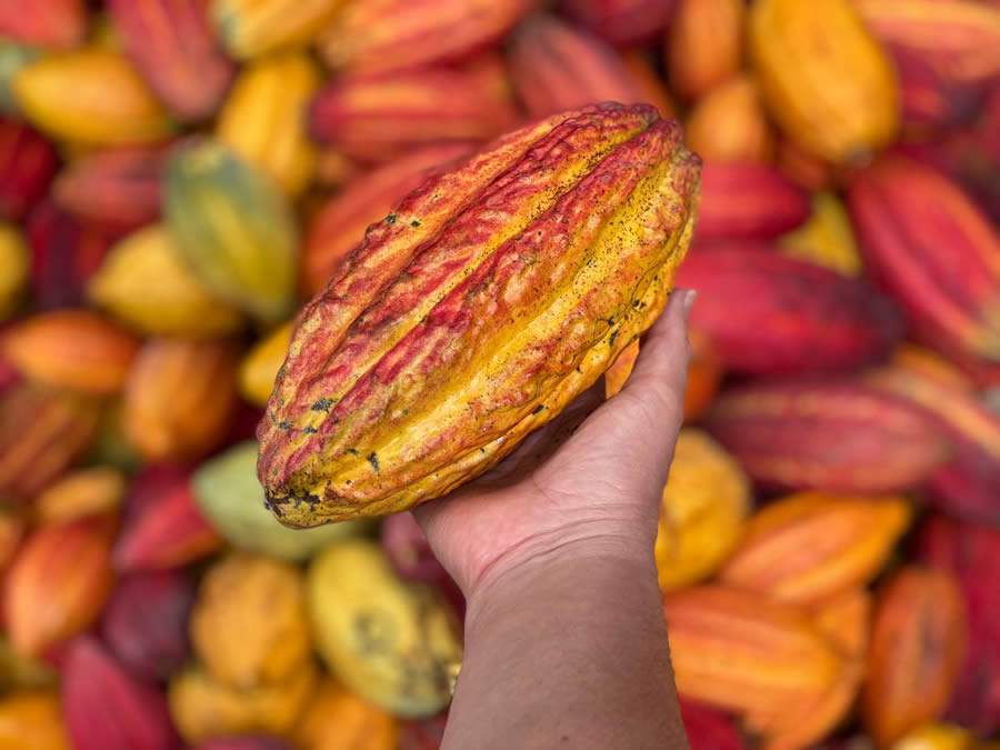 Fotos: Divulga&ccedil;&atilde;o / Baian&iacute; Chocolates