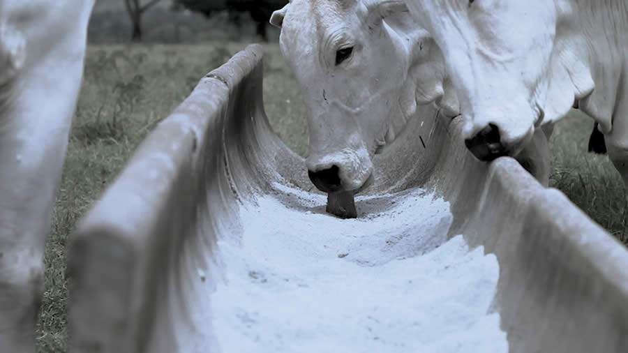 Tecnologia faz com que os nutrientes fiquem contidos no interior das partículas e, por isso, não absorvem umidade e mantém sua palatabilidade