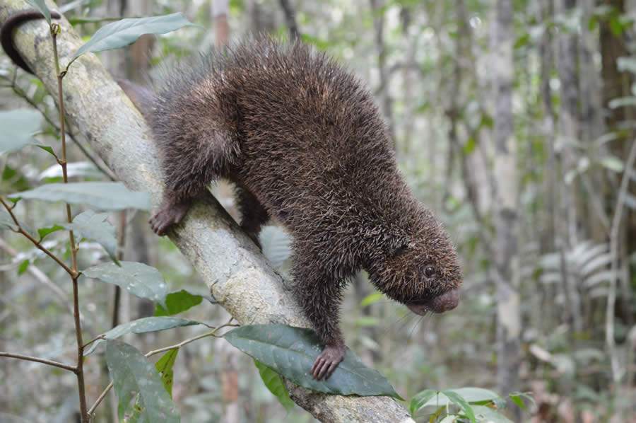 Acervo Bracell - Ouriço preto