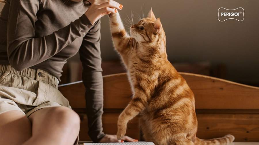 Crédito: Divulgação 