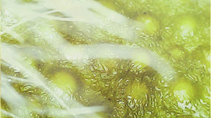 "A grosso modo" -&nbsp;Leiliane de Castro