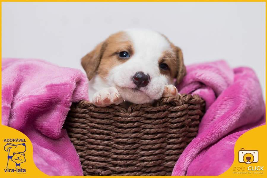 Que tal um amiguinho de quatro patas?