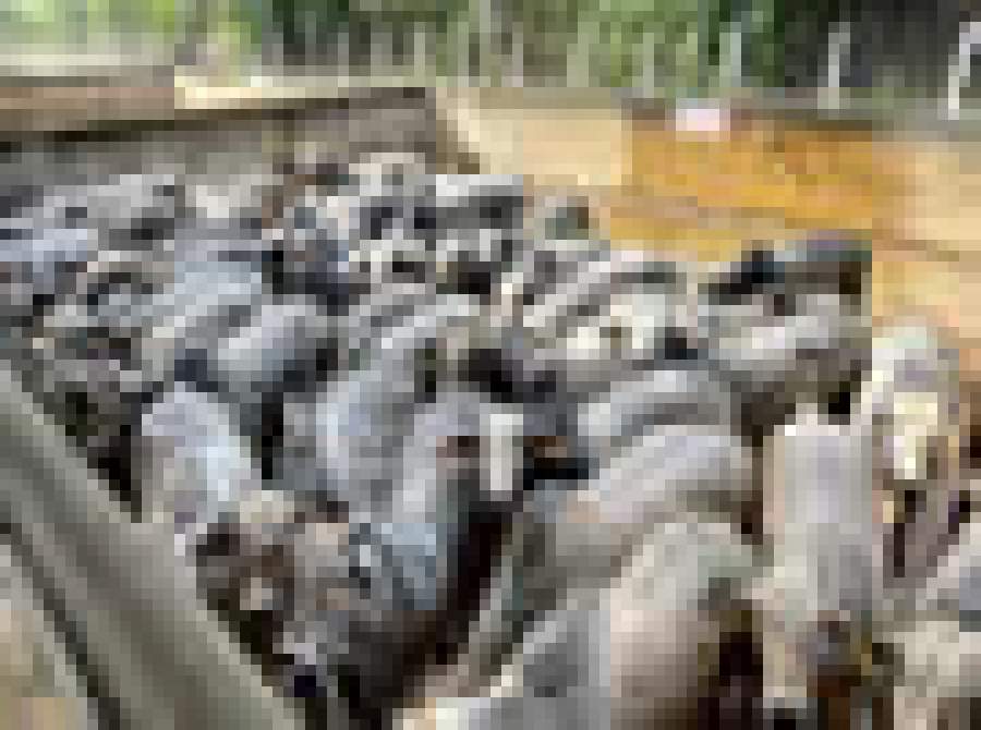 Etapa de Nanuque (MG) do Circuito Nelore de Qualidade avaliou 1.197 animais