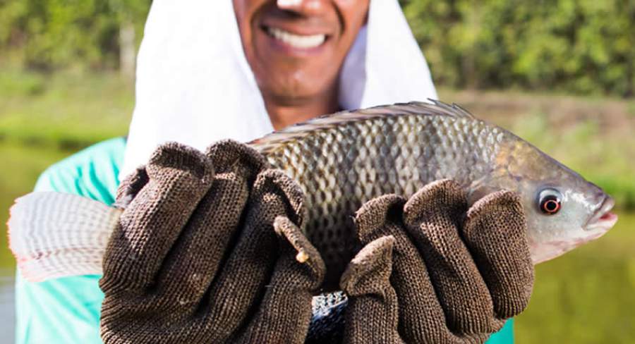 SANPHAR-Piscicultura-homem-segurando-Tilapia-Vacinas-autogenas-sao-estrategicas-para-evitar-perdas-por-Francisella-no-cultivo-de tilapias-Foto-Wenderson-Araujo-CNA-Brasil2