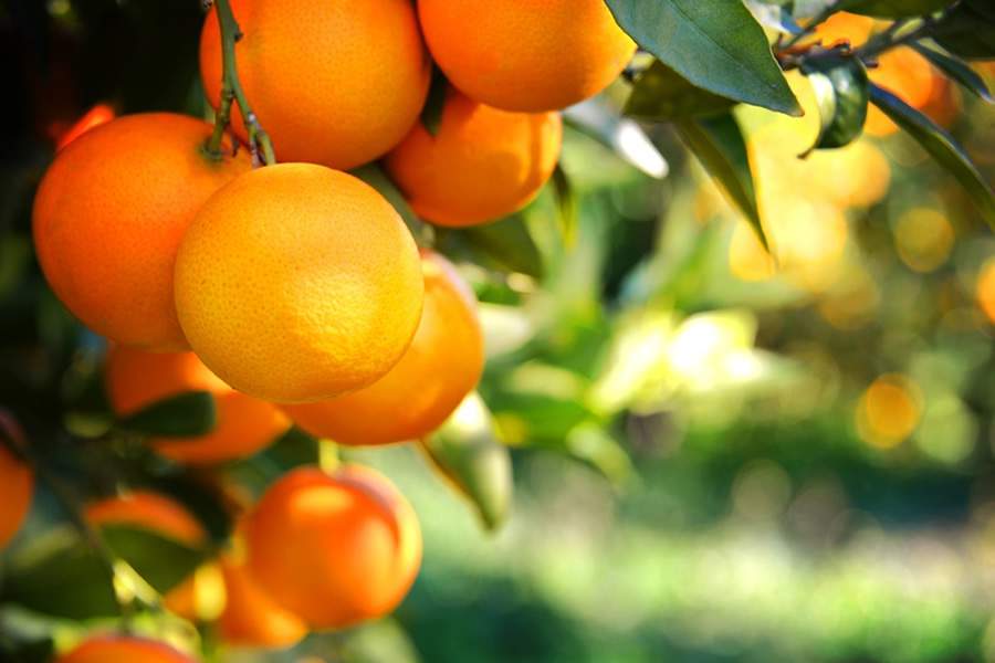 Coopercitrus Expo 2023 - Amplo portfólio de soluções para citros, cana-de-açúcar e cereais será destaque do evento, em Bebedouro-SP