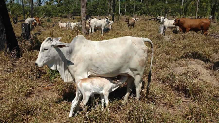 Uso de suplementos minerais proteinados acelera ganho de peso do rebanho na seca