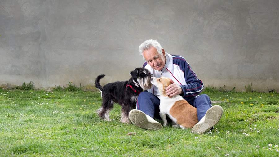 Estudo explora como terapia com cães pode auxiliar na redução da solidão de pacientes idosos