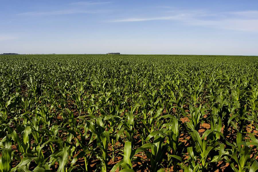 FMC acompanha resultados da 2ª safra do milho em todo o país