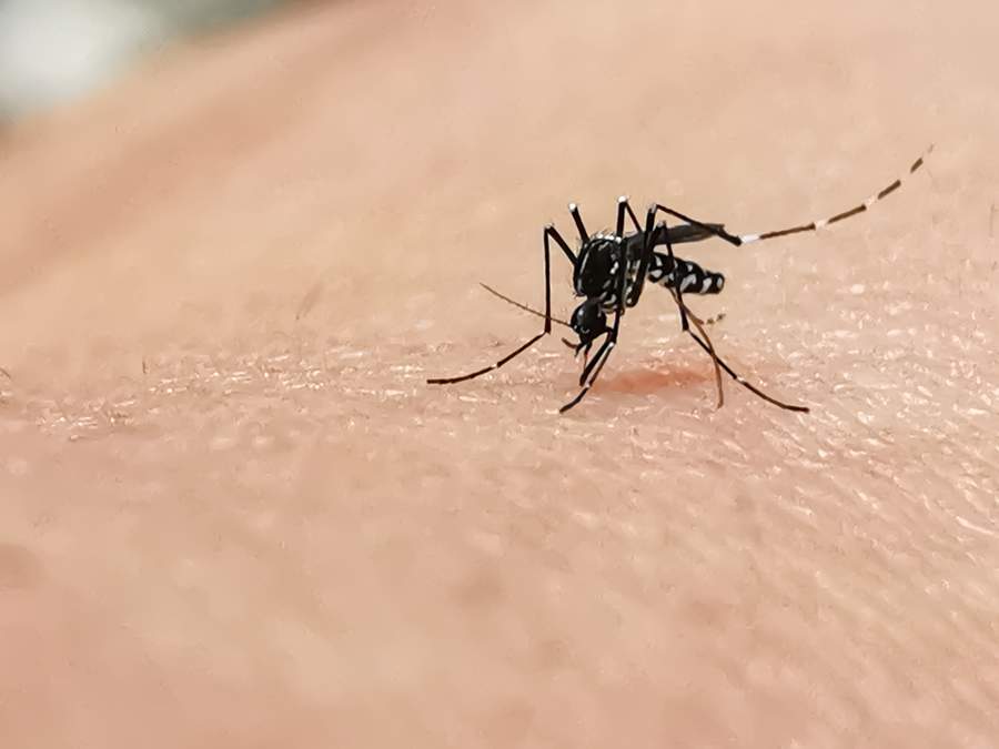 Infectologista com atuação no combate à dengue e dicas prontas para inserção em textos