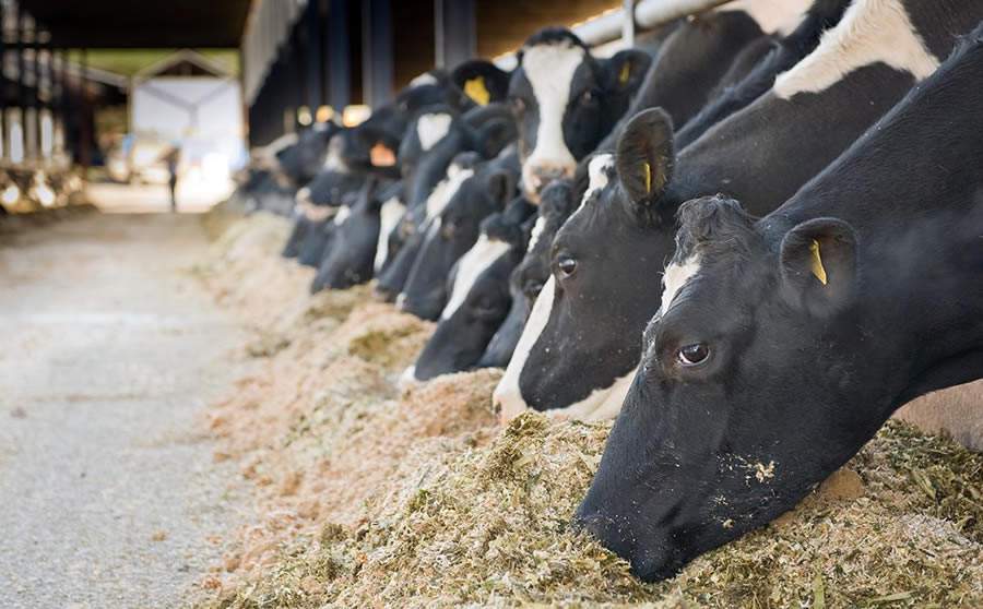 Phibro apresenta soluções para garantir a saúde, bem-estar e a alta produtividade de vacas na Agroleite