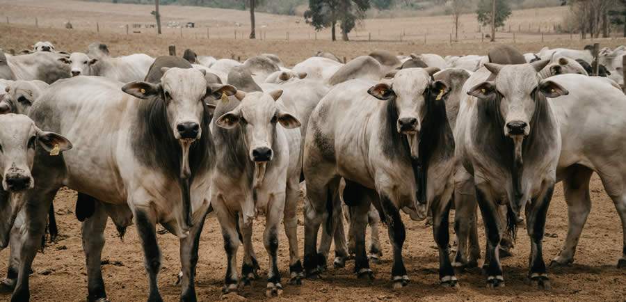 Futuro do mercado pecuário será debatido em São Paulo