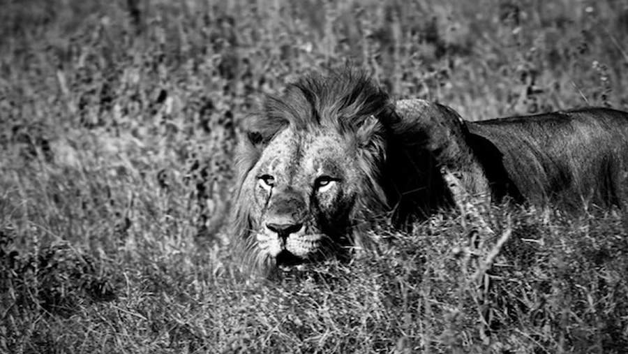 &quot;Felinos em Preto e Branco&quot; traz a exuberância da vida selvagem ao canal Arte1