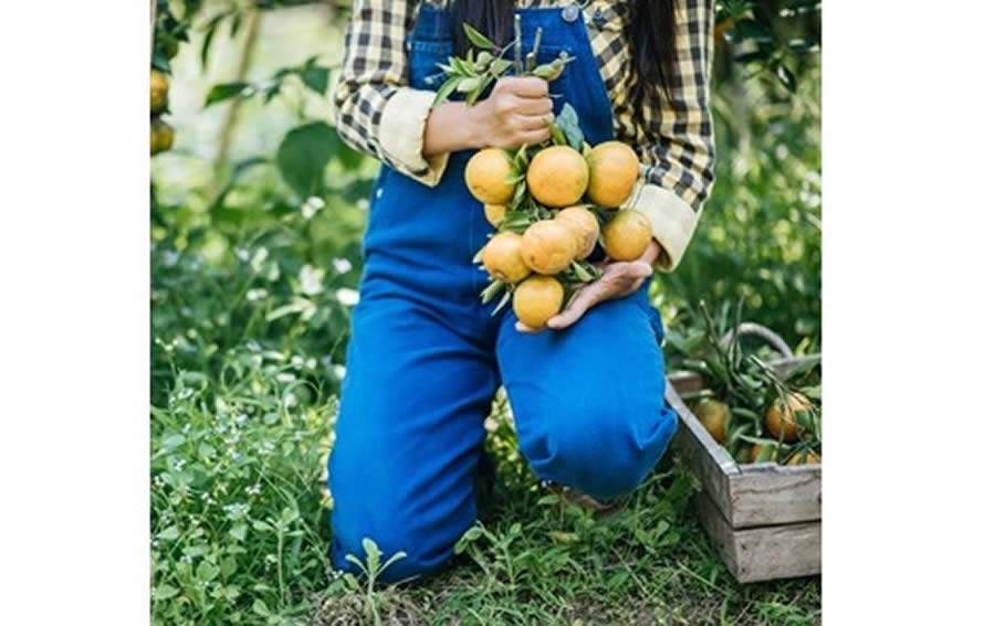 Seca em São Paulo prejudica safras de café e laranja