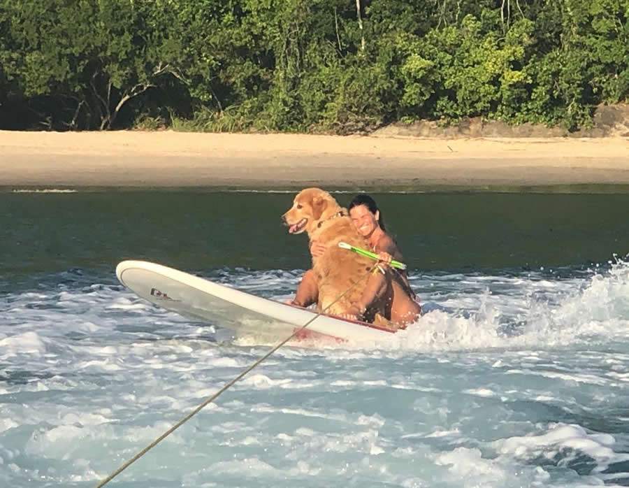  Golden Retriver Patola - Divulga&ccedil;&atilde;o/Grupo Armatti &amp; Fishing