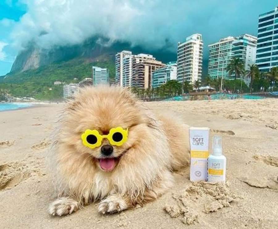 Como cuidar do seu pet no ver&atilde;o?