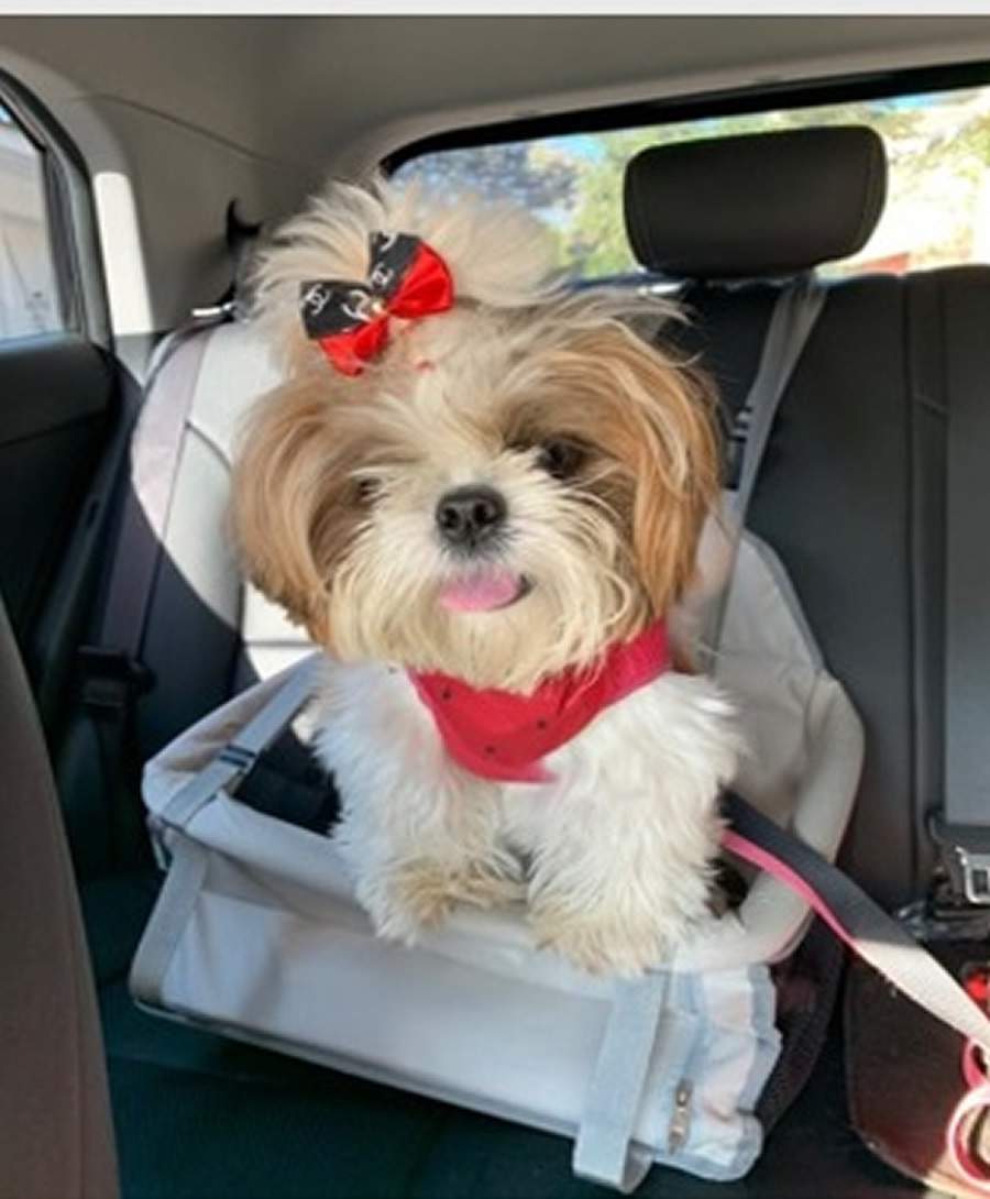 Transporte os pets nas viagens com seguran&ccedil;a e dentro da lei