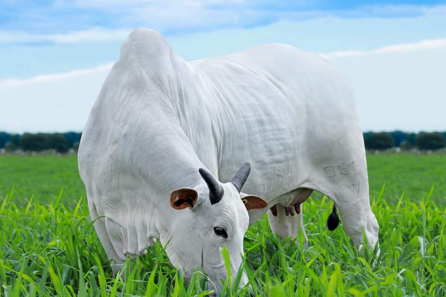 Leilão Elite Provada oferta animais Nelore rigidamente avaliados e com importantes características econômicas
