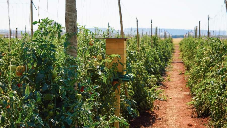 GenesisGroup e PROMIP constroem aliança para desenvolver a plataforma MIP EXPERIENCE, projeto que une produção e varejo para validação das boas práticas agrícolas, segurança e qualidade dos alimentos