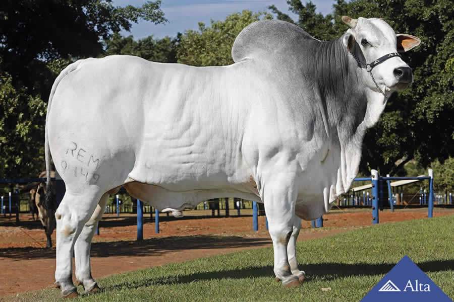 REM Dheef é avaliado em mais de 3 milhões durante leilão