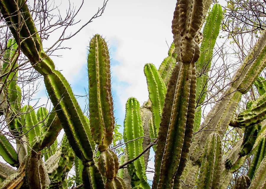 Bactéria encontrada no mandacaru vira bioproduto que promove tolerância à seca em plantas