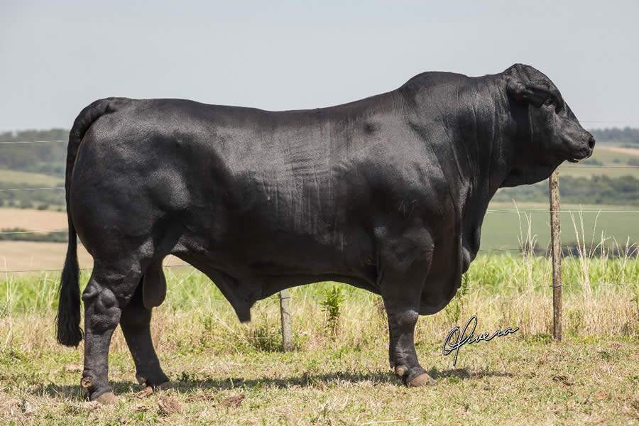 GAP Supremo, da bateria Brangus, é o melhor touro para Índice de Desmama do Sumário Natura 2020
