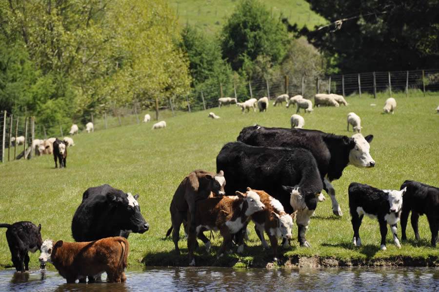 Verão marca proliferação do carrapato-do-boi em todo território nacional