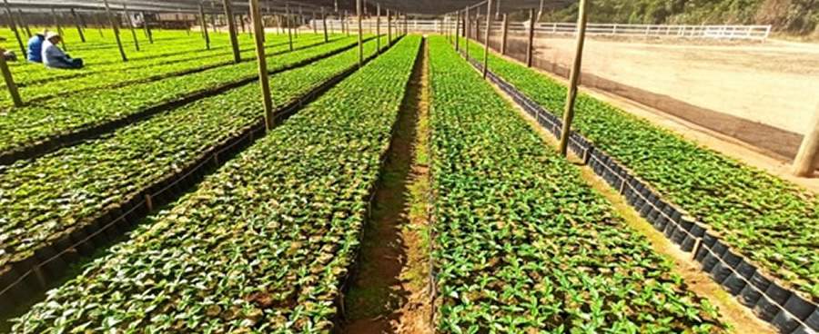 Sistemas apropriados de irrigação garantem a viveiristas eficiência na produção de mudas de café