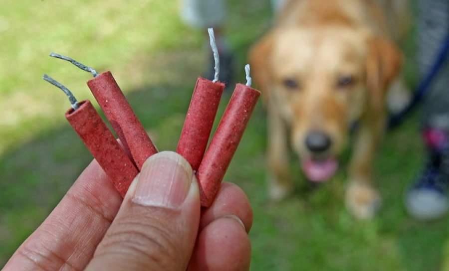 Fogos de artif&iacute;cio: veterin&aacute;rio do CEUB explica como proteger os animais durante as comemora&ccedil;&otilde;es